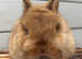 Netherland Dwarf