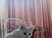 Rare female cat 1 Year old