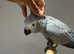 Baby HandReared Silly Tame Cuddly Friendly African Grey Parrot,26