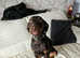 Dobermann x catahoula leopard dog