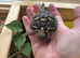 Tortoises Available