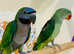 Stunning baby darbyan parrot