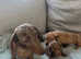 Miniature dachshund for sale