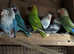 Beautiful love birds.