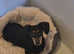 Female miniature Dachshund for adoption