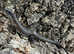 Sudan Plated Lizard Birmingham Reptiles
