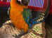 Harlequin macaw