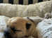 KC Registered Cairn Terrier puppies