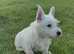 West Highland Terrier last Puppy boy