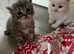 Last little white fluffy Persian x kitten ready now