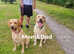 Pure Labrador puppies