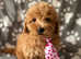 Gorgeous little poodle boy puppy toy small