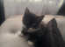 4 adorable kittens on sale looking for a lovely new home