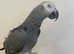 Talking Cuddly Very Tame African Grey Parrot