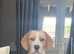 3year old female lemon beagle dog