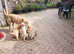 Yellow Labrador pups 3 boys 1 girl kc registered