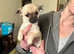 2 male puppies left out of a litter of 5