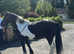 5 year old cob