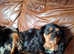 Beautiful Black & Tan King Charles Cavalier - Looking for a Loving Home