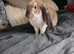 Beautiful boy rabbit for sale