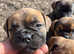 Ready now  old English bulldog only 5 available
