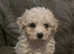 Stunning little Cavachon girl
