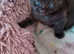 3 kittens for sale beautiful