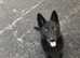 Wolf Dog Puppies