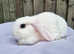 Super Friendly French x Mini Lop Babies Ready to Go!