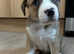 American bully X cane corso/boxer puppies for sale