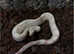 Update 19/4 Kahl Albino  Boa Constrictor- Male