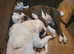 American bully standard