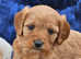 Beautiful cavapoo puppies for sale