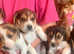 Full tri beagles ready soon