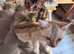 5 gorgeous tica registered bengal kittens