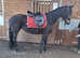 Fresian X 15hh 5 year old mare