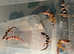 Super hypo and normal hypo baby geckos for sale