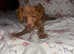 Tiny toy poodle