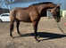 DORA 16.2h sport horse