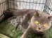 British shorthair kittens