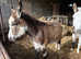 Year old Jack donkey