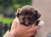 Pekingese Puppies
