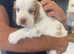 Clumber Spaniel hybrid puppies