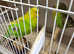 Pair of young budgies male and female