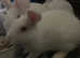 New Zealand White Rabbits