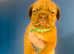 Beautiful Dogue de Bordeaux puppy's
