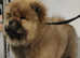 Red chow chow female