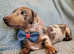 Miniature Dachshund puppies KC REG READY NOW