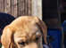 3 beautiful labrador puppies