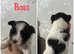 Yorkshire Biewer Terrier